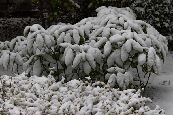 Obraz 都心散歩　雪景色のお庭