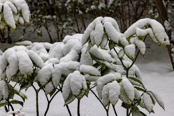 Obraz 都心散歩　雪景色のお庭