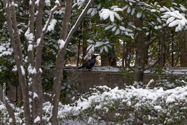 Obraz 都心散歩　雪景色のお庭