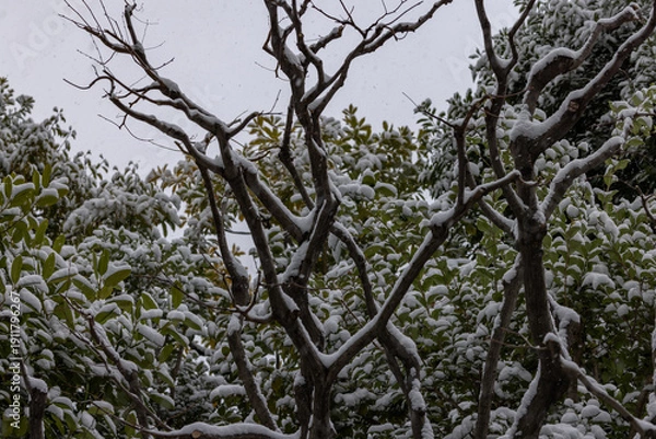 Obraz 都心散歩　雪景色のお庭