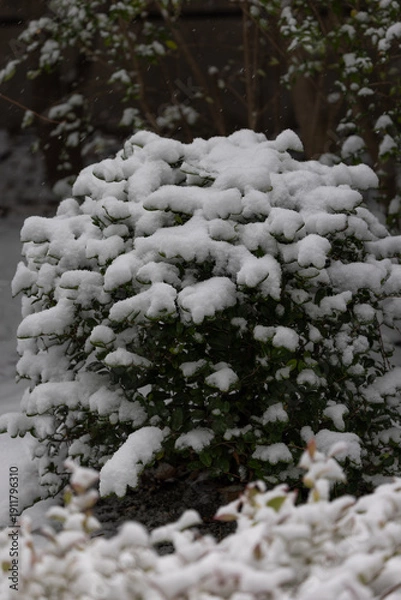 Obraz 都心散歩　雪景色のお庭