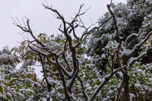 Obraz 都心散歩　雪景色のお庭