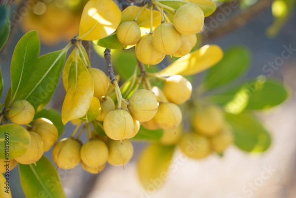 Obraz 黄色く熟したトベラの実