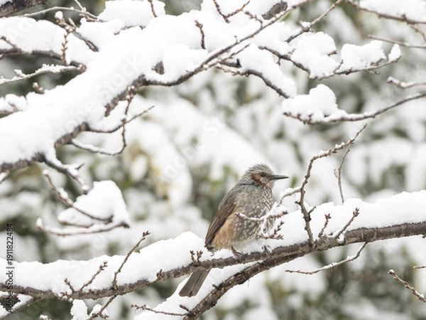 Obraz 雪とヒヨドリ