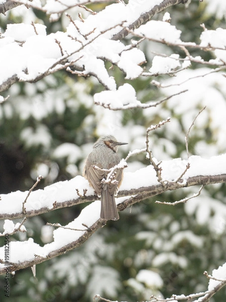 Obraz 雪とヒヨドリ