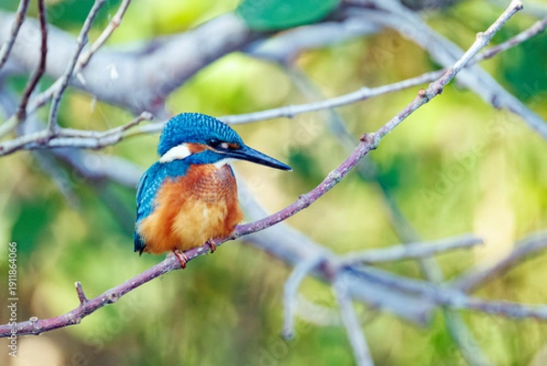 Obraz kingfisher on branch