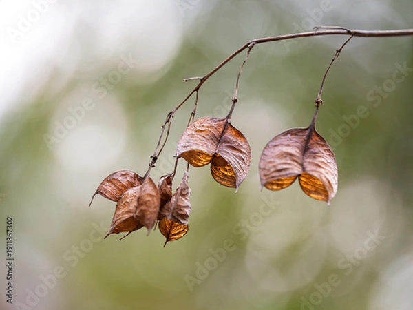 Obraz ミツバウツギの枯れ実