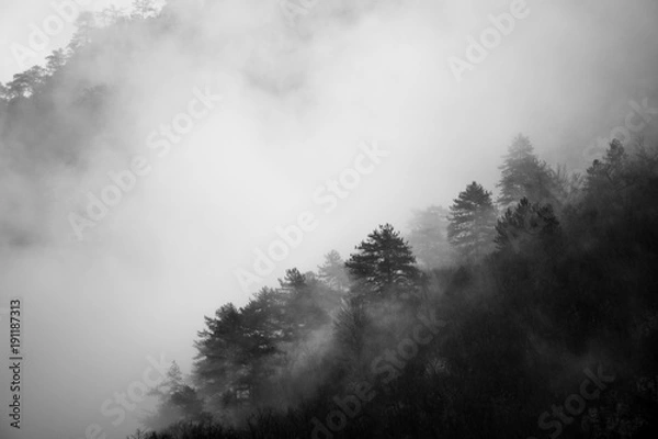 Fototapeta Coniferous forest in the embrace of thick fog on a cold winter morning