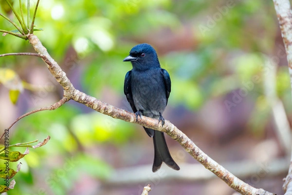 Obraz lilac breasted roller