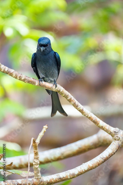Obraz lilac breasted roller