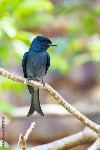 Obraz lilac breasted roller on a branch