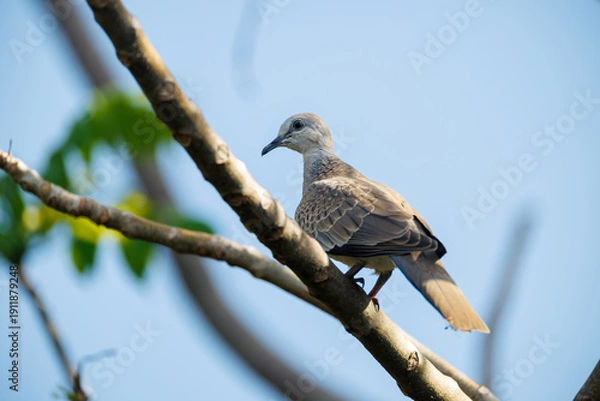 Obraz red tailed hawk