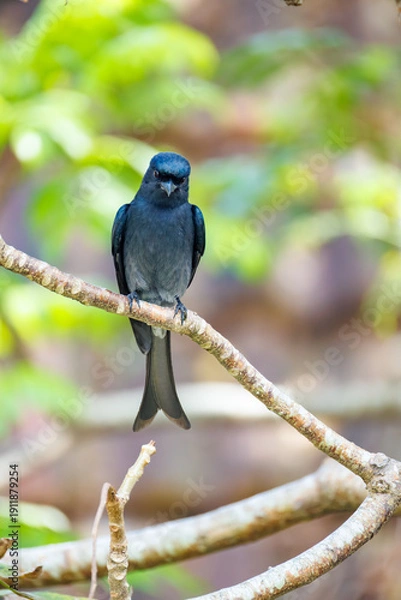 Obraz blue tit on branch