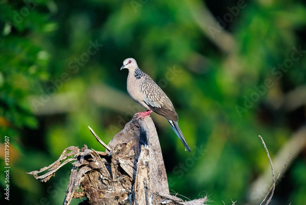 Obraz black winged blackbird