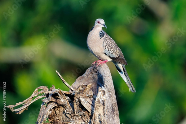 Obraz red backed shrike