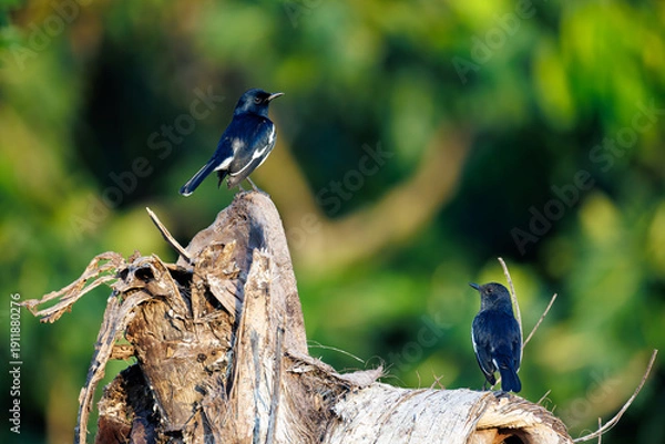 Obraz blue tit on a branch
