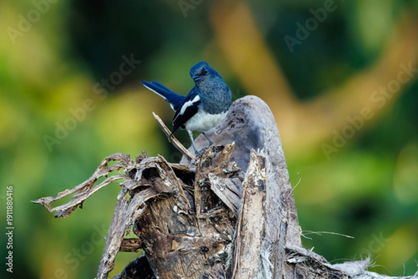 Obraz blue jay on a branch