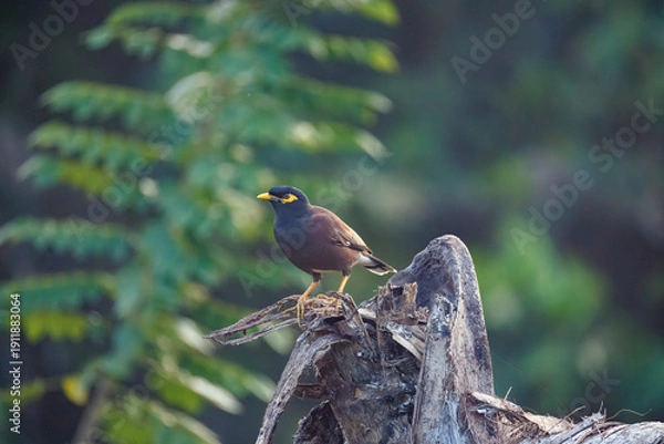 Obraz blackbird on a branch