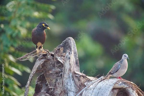 Obraz bird on a branch