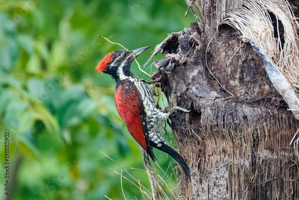 Obraz red winged blackbird