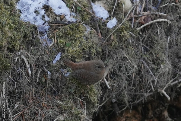 Obraz 雪の中で出会ったミソサザイ