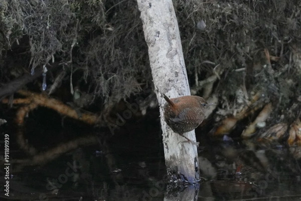 Obraz 木に止まるミソサザイ