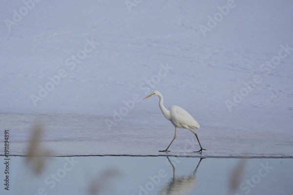 Obraz 雪の中で餌を探すダイサギ
