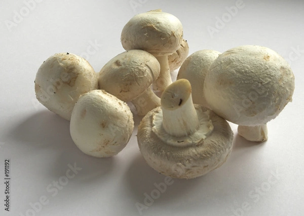 Obraz common edible mushrooms