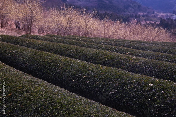 Obraz 茶畑と蝋梅の林