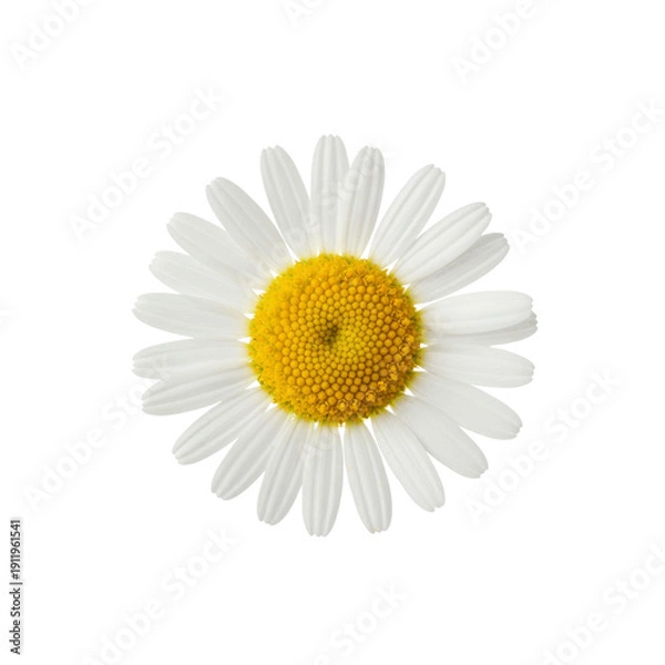 Obraz Single daisy flower isolated On Transparent Background