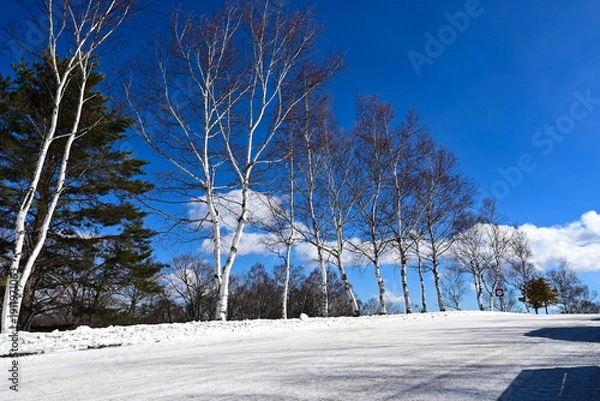 Obraz 雪道と白樺が続く冬の高原