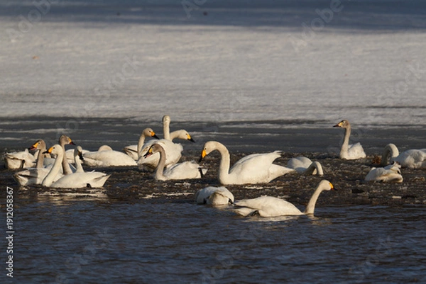 Obraz 北海道の冬の畑の白鳥