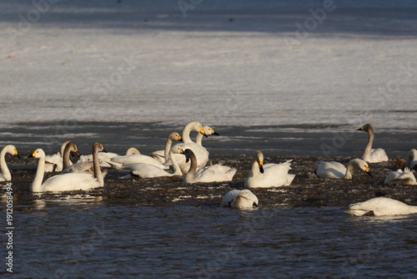 Obraz 北海道の冬の畑の白鳥