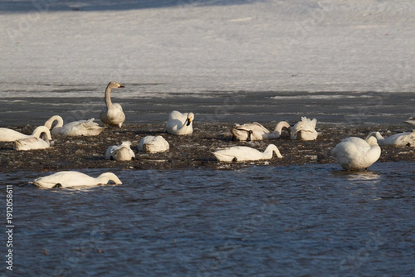 Obraz 北海道の冬の畑の白鳥