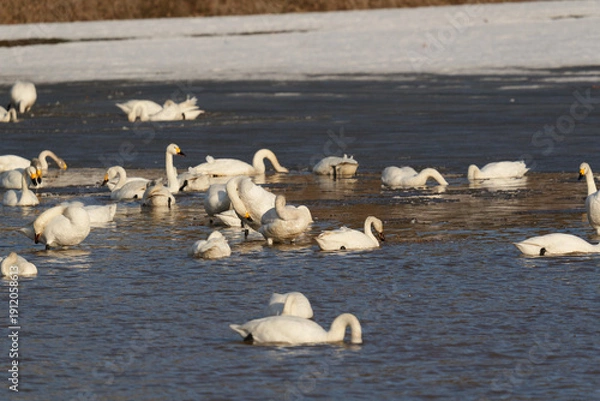 Obraz 北海道の冬の畑の白鳥