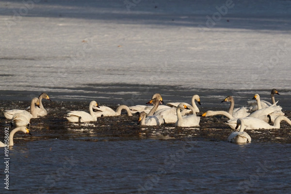 Obraz 北海道の冬の畑の白鳥