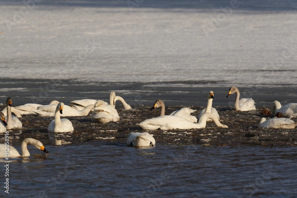 Obraz 北海道の冬の畑の白鳥