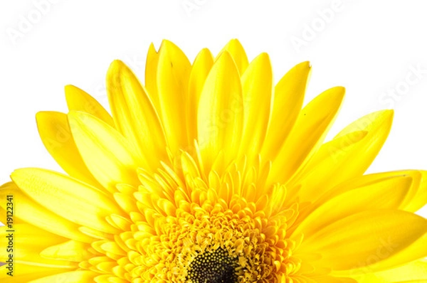 Fototapeta gerber flower