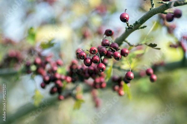 Fototapeta Crataegus laevigata red ripened fruits on branches, autumn nature