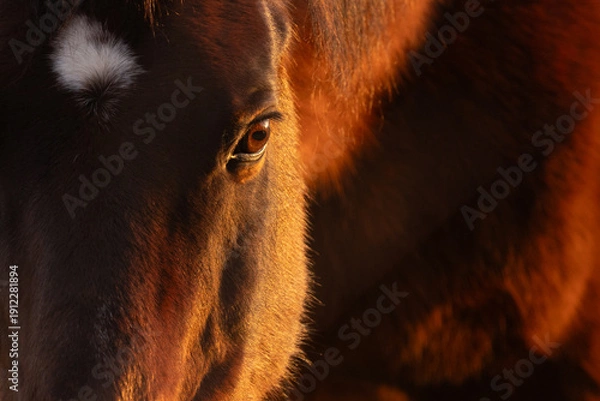 Obraz Pferdeauge im Licht