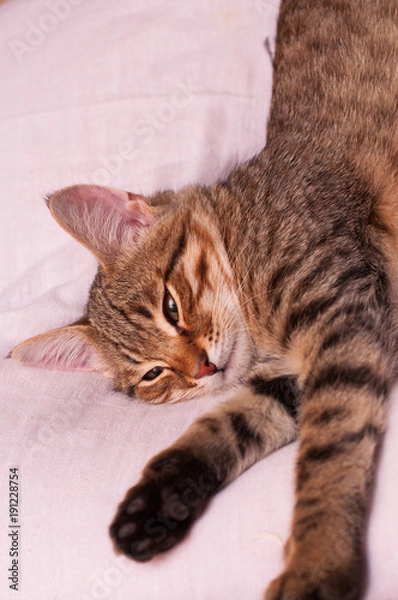 Obraz tabby cat sleeping
