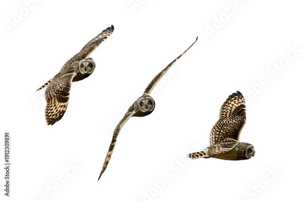 Fototapeta 飛翔するコミミズクの切り抜き画像