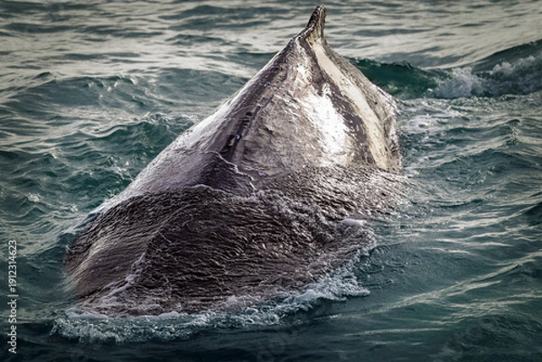 Obraz Humpback Dorsal
