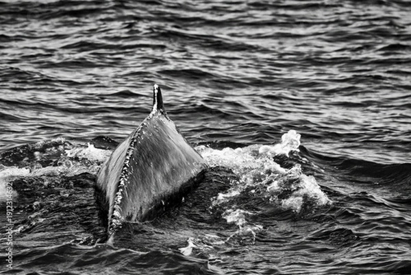 Obraz Humpback in the Atlantic