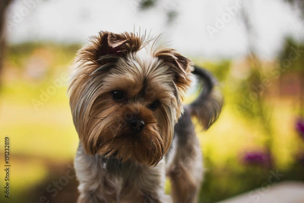 Obraz puppy interest