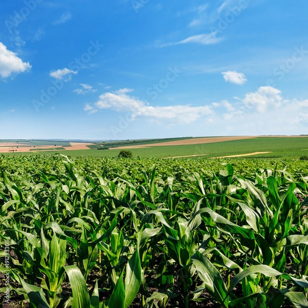 Fototapeta Bright green cornfield and blue sky with light cumulus clouds.