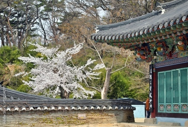 Obraz 꽃이 핀 사찰의 봄 풍경, 대구 동화사