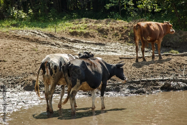 Fototapeta A herd of cows in the river. Summer, sunny day, the cows came to the watering place.
