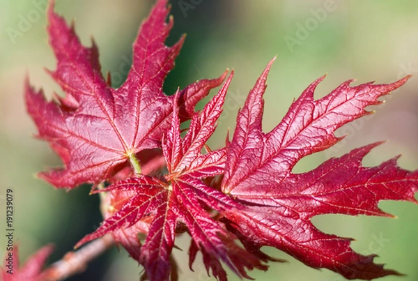 Obraz Fresh spring red maple leaves close-up on colourful bokeh background