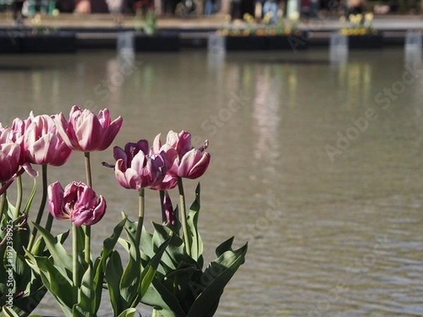 Obraz チューリップ